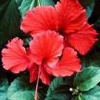 Flower Acid Cleanser