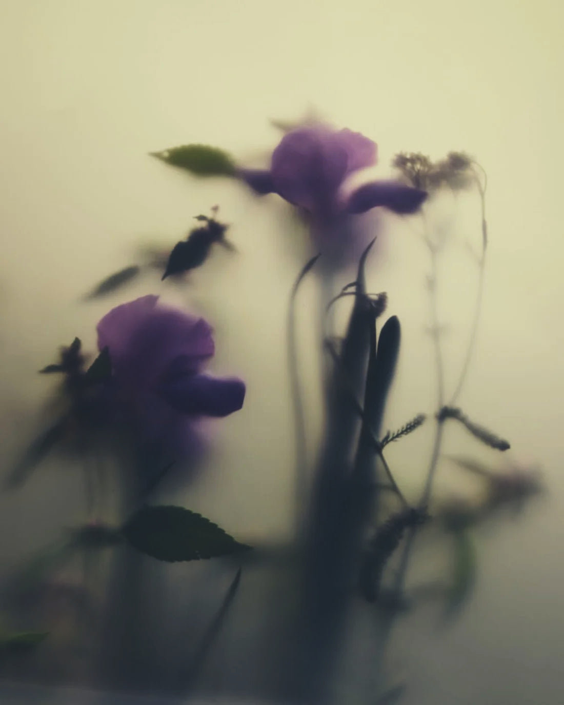 No. 335 Disir Eau de Parfum – violette Blüten auf cremigem Hintergrund, künstlerische Darstellung – Parfüm