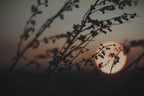 Duftkerze Abendgold