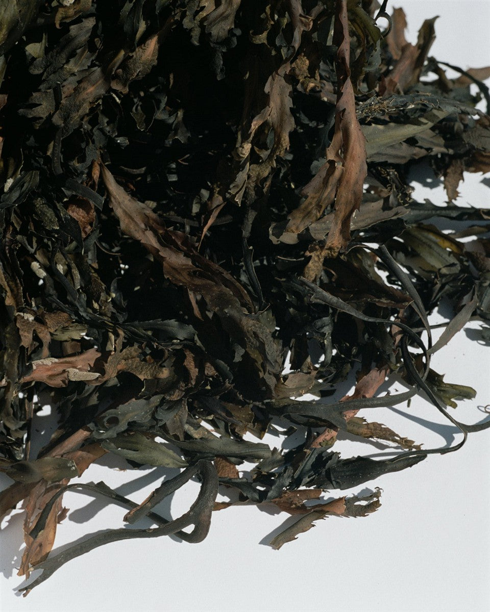 No. 051 Spa Bath Seaweed – getrocknete Algen auf weißem Hintergrund – Badezusatz