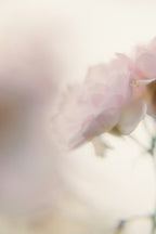 Rose & Jasmine Body Oil