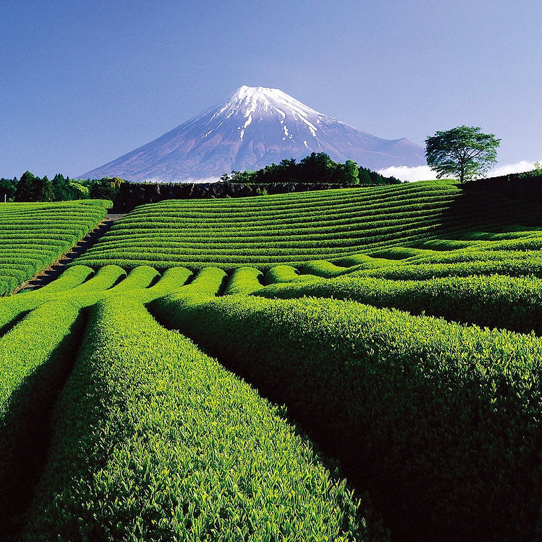 Imperial Green Tea – grüne Teeplantage vor dem Fuji, blauer Himmel – Hautpflege