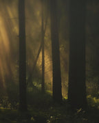 No product image – mystical forest with sunbeams, dark trees, misty background – perfume
