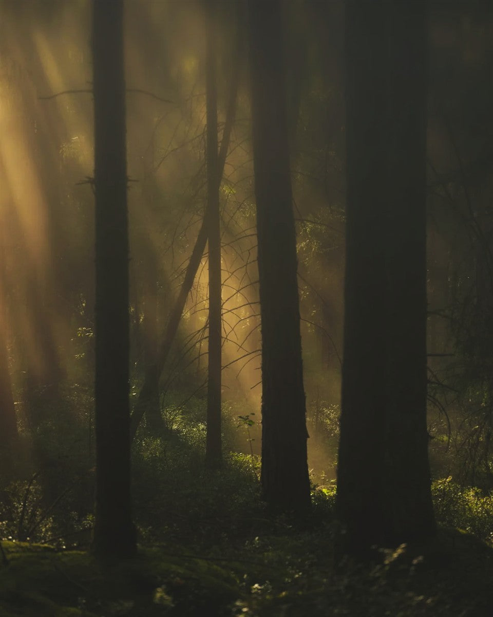 Kein Produktbild vorhanden – mystischer Wald mit Sonnenstrahlen, dunkle Bäume, nebliger Hintergrund – Parfüm