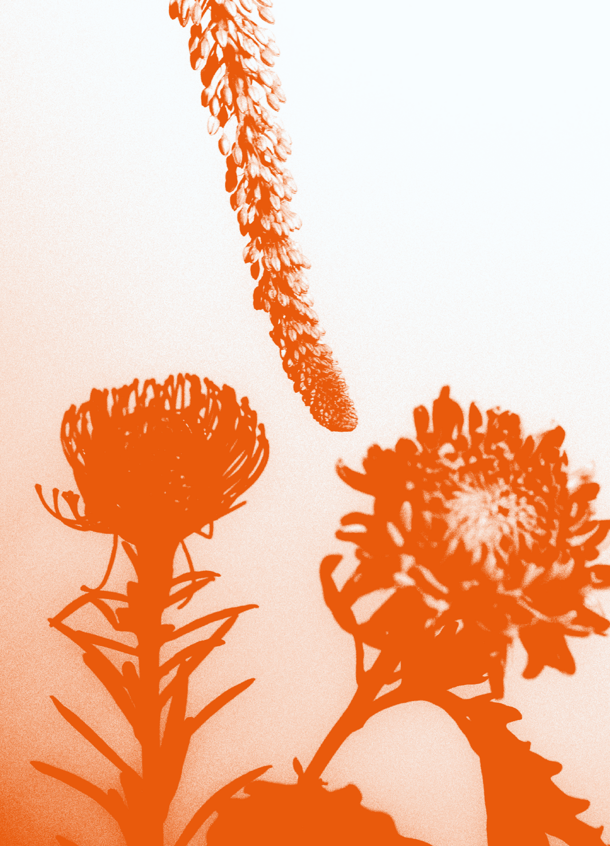 Rose Crystal Lymphatic Bliss