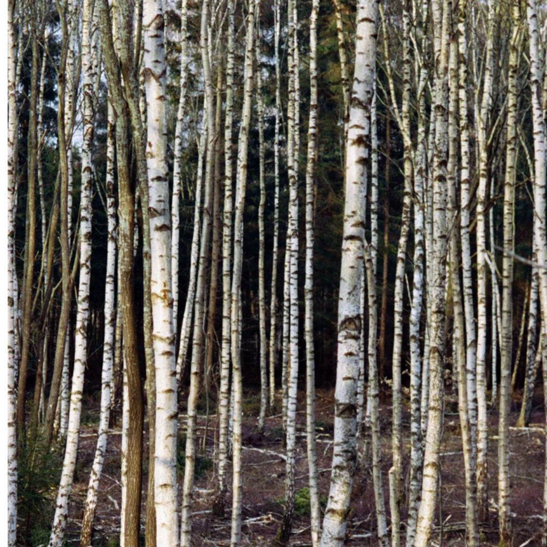 No. 230 Shampoo Birke – Produktbild zeigt Birkenwald, kein Verpackungsdetail sichtbar – Haarpflege