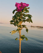 No product image – vibrant pink beach rose against seaside sunset backdrop – skin care