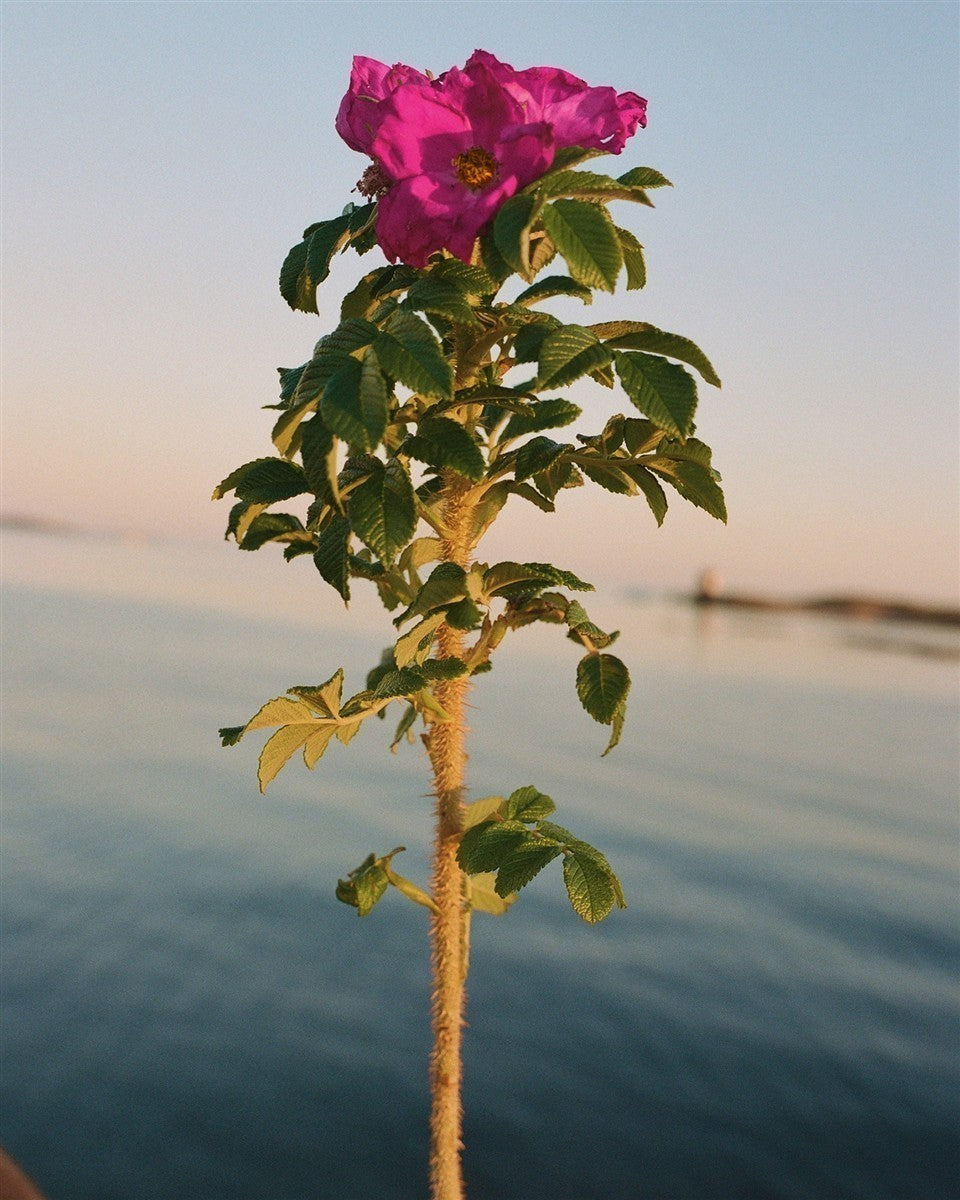 Kein Produktbild – leuchtend rosa Strandrose vor Meereskulisse bei Sonnenuntergang – Hautpflege