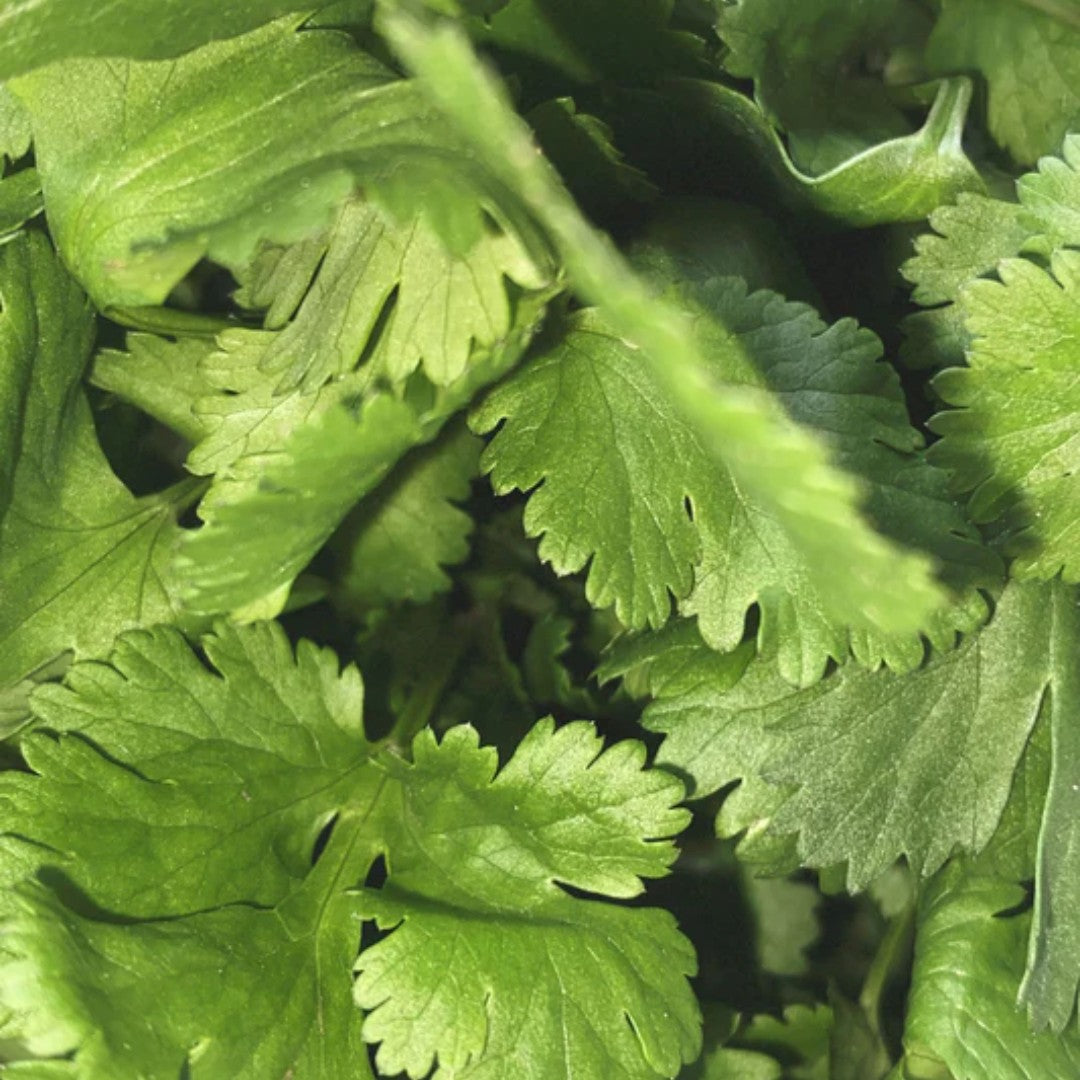 No. 247 Fragrance Tag Coriander – fresh green leaves, natural background – perfume